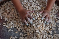 /album/produtos/amendoa-jpg/